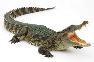 Beyaz arkaplanda timsah