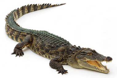 Açık gözlü, beyaz tenli, büyük bir timsah.