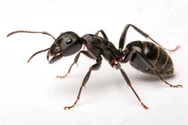 beyaz arkaplanda siyah karınca