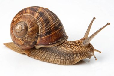 Beyaz arkaplanda izole edilmiş salyangoz