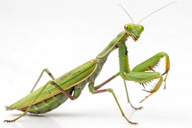 beyaz zemin üzerine yeşil peygamber devesi