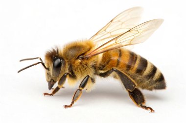 Beyaz arkaplan önünde arı