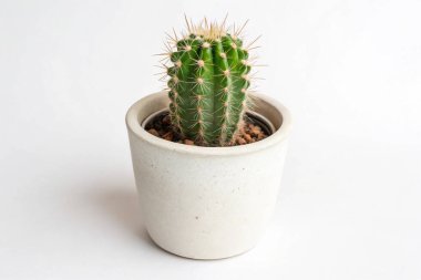 Beyaz arka planda bir tencerede kaktüs