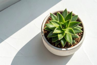 Masanın üzerinde saksıda sulu.