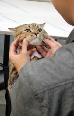 Beyaz bir yastığa uzanmış tekir bir kedinin çarpıcı bir anı, ağzı açık ve yoğun bir bakışla yakalanmış bir ifade. Fotoğraf kedilerin tuhaf kişiliklerini ön plana çıkarıyor ve evcil hayvan koleksiyonuna cazibe katıyor..