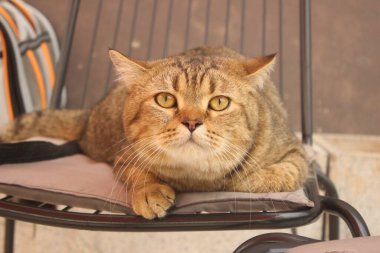 Siyah bir sandalyeye uzanmış kameraya bakan tekir bir kedi.