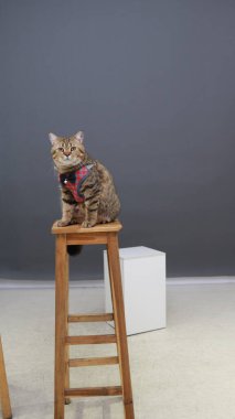 İfade eden gözleri olan tombul bir tekir kedi, tarafsız bir stüdyo arka planına karşı uzun tahta bir taburede düzgün bir şekilde oturur. Kedi kırmızı bir ekoseli kostüm giymiştir. Zil ve papyon takar. Samimi ama şık bir görünüm verir.. 