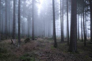 Almanya 'daki Kara Orman' da doğal çeşitlilik.