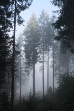 Almanya 'daki Kara Orman' da doğal çeşitlilik.