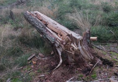 Almanya 'daki Kara Orman' da doğal çeşitlilik.