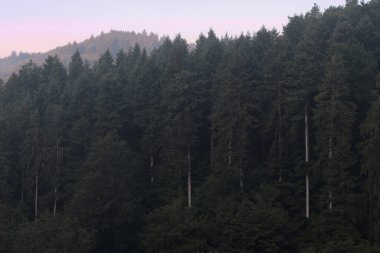 Almanya 'daki Kara Orman' da doğal çeşitlilik.