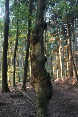 Almanya 'daki Kara Orman' da doğal çeşitlilik.