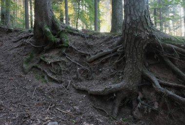 Almanya 'daki Kara Orman' da doğal çeşitlilik.