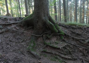 Almanya 'daki Kara Orman' da doğal çeşitlilik.