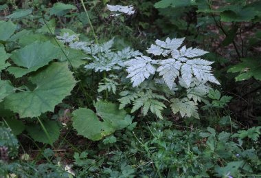 Almanya 'daki Kara Orman' da doğal çeşitlilik.