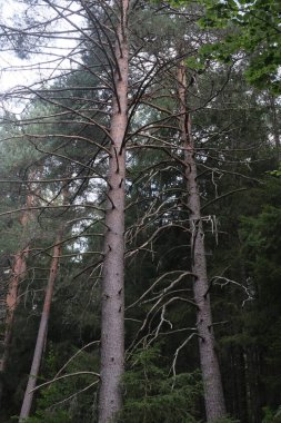 Almanya 'daki Kara Orman' da doğal çeşitlilik.