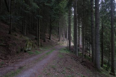 Almanya 'daki Kara Orman' da doğal çeşitlilik.