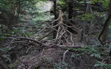 Almanya 'daki Kara Orman' da doğal çeşitlilik.