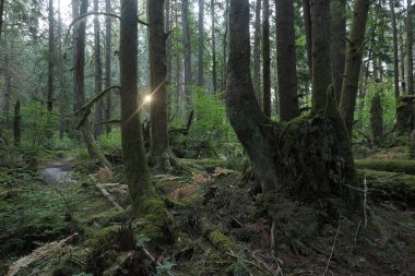 Batı Kanada 'da derin bir ormanda gözlemlenebilen doğal çeşitlilik. Vancouver. Sabah ve gündüz.