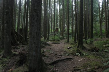 Batı Kanada 'da derin bir ormanda gözlemlenebilen doğal çeşitlilik. Vancouver. Sabah ve gündüz.