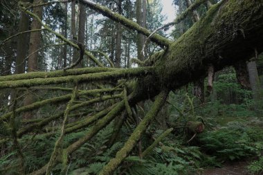 Batı Kanada 'da derin bir ormanda gözlemlenebilen doğal çeşitlilik. Vancouver. Sabah ve gündüz.