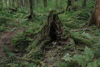 Batı Kanada 'da derin bir ormanda gözlemlenebilen doğal çeşitlilik. Vancouver. Sabah ve gündüz.