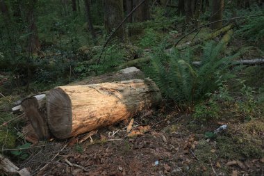 Batı Kanada 'da derin bir ormanda gözlemlenebilen doğal çeşitlilik. Vancouver. Sabah ve gündüz.
