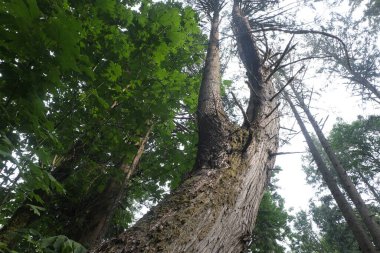 Batı Kanada 'da derin bir ormanda gözlemlenebilen doğal çeşitlilik. Vancouver. Sabah ve gündüz.