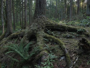 Batı Kanada 'da derin bir ormanda gözlemlenebilen doğal çeşitlilik. Vancouver. Sabah ve gündüz.
