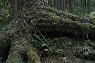 Batı Kanada 'da derin bir ormanda gözlemlenebilen doğal çeşitlilik. Vancouver. Sabah ve gündüz.
