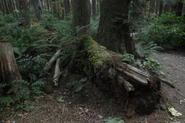 Batı Kanada 'da derin bir ormanda gözlemlenebilen doğal çeşitlilik. Vancouver. Sabah ve gündüz.