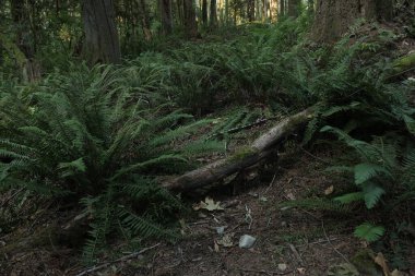 Batı Kanada 'da derin bir ormanda gözlemlenebilen doğal çeşitlilik. Vancouver. Sabah ve gündüz.