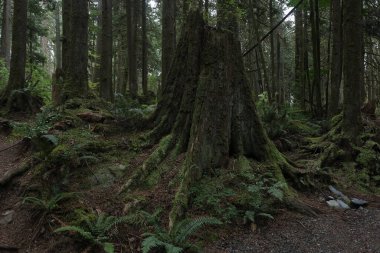 Batı Kanada 'da derin bir ormanda gözlemlenebilen doğal çeşitlilik. Vancouver. Sabah ve gündüz.