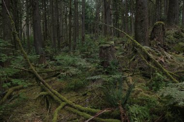 Batı Kanada 'da derin bir ormanda gözlemlenebilen doğal çeşitlilik. Vancouver. Sabah ve gündüz.
