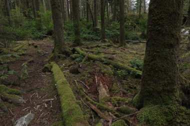Batı Kanada 'da derin bir ormanda gözlemlenebilen doğal çeşitlilik. Vancouver. Sabah ve gündüz.