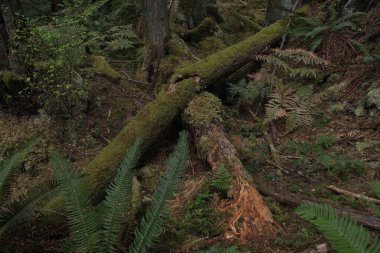 Batı Kanada 'da derin bir ormanda gözlemlenebilen doğal çeşitlilik. Vancouver. Sabah ve gündüz.