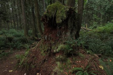 Batı Kanada 'da derin bir ormanda gözlemlenebilen doğal çeşitlilik. Vancouver. Sabah ve gündüz.