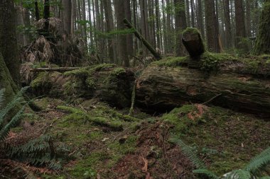 Batı Kanada 'da derin bir ormanda gözlemlenebilen doğal çeşitlilik. Vancouver. Sabah ve gündüz.
