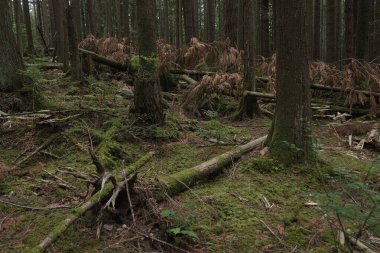 Batı Kanada 'da derin bir ormanda gözlemlenebilen doğal çeşitlilik. Vancouver. Sabah ve gündüz.