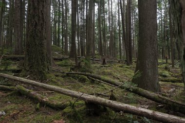 Batı Kanada 'da derin bir ormanda gözlemlenebilen doğal çeşitlilik. Vancouver. Sabah ve gündüz.