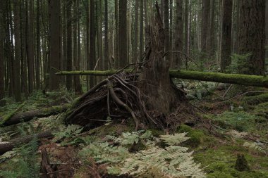 Batı Kanada 'da derin bir ormanda gözlemlenebilen doğal çeşitlilik. Vancouver. Sabah ve gündüz.