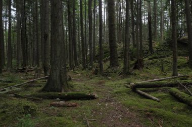 Batı Kanada 'da derin bir ormanda gözlemlenebilen doğal çeşitlilik. Vancouver. Sabah ve gündüz.