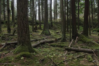 Batı Kanada 'da derin bir ormanda gözlemlenebilen doğal çeşitlilik. Vancouver. Sabah ve gündüz.