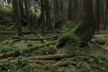 Batı Kanada 'da derin bir ormanda gözlemlenebilen doğal çeşitlilik. Vancouver. Sabah ve gündüz.