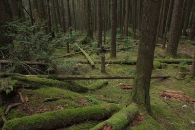 Batı Kanada 'da derin bir ormanda gözlemlenebilen doğal çeşitlilik. Vancouver. Sabah ve gündüz.