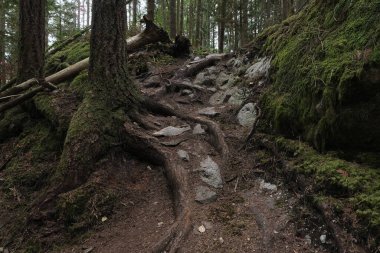 Batı Kanada 'da derin bir ormanda gözlemlenebilen doğal çeşitlilik. Vancouver. Sabah ve gündüz.