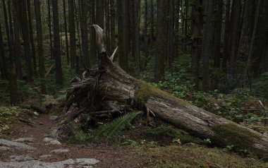 Batı Kanada 'da derin bir ormanda gözlemlenebilen doğal çeşitlilik. Vancouver. Sabah ve gündüz.