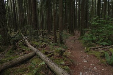 Batı Kanada 'da derin bir ormanda gözlemlenebilen doğal çeşitlilik. Vancouver. Sabah ve gündüz.