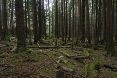 Batı Kanada 'da derin bir ormanda gözlemlenebilen doğal çeşitlilik. Vancouver. Sabah ve gündüz.