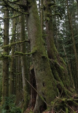 Batı Kanada 'da derin bir ormanda gözlemlenebilen doğal çeşitlilik. Vancouver. Sabah ve gündüz.